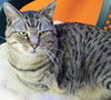 Skipper