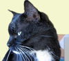 Cadbury