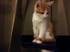 Sampson