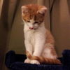Sampson
