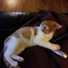 Sampson