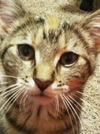 Stella (Amber's Foster)