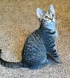 Stella (Amber's Foster)