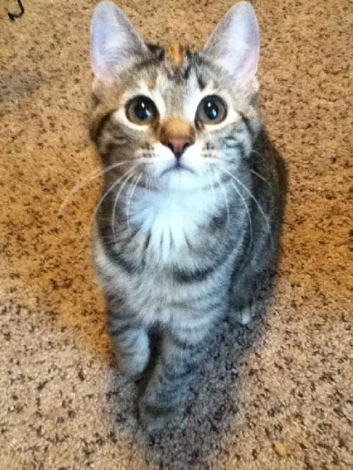 Sophie (Amber's Foster)