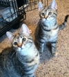 Sophie (Amber's Foster)