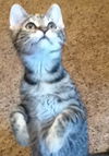 Sophie (Amber's Foster)