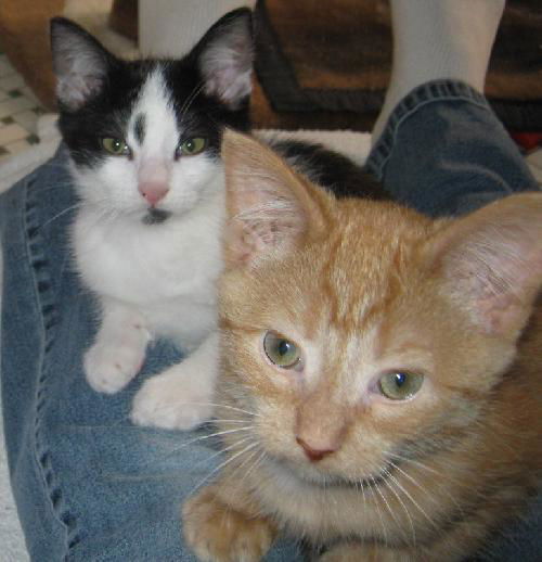Mac and Morton