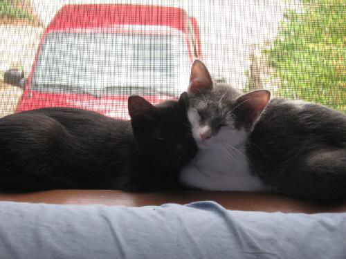 Ollie and Maybe