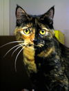 Allegra