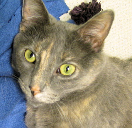 Amelia E