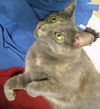 Amelia E