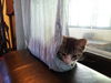 HelloKitty