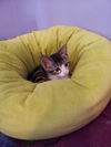 HelloKitty