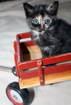 Eloise