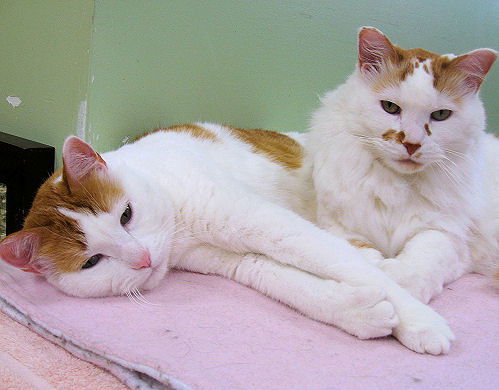 Zeke and Oliver