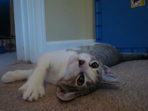 Willow