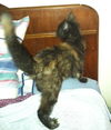 Izzy