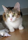 Jolie