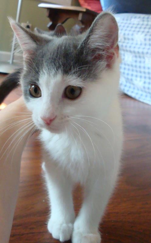 Sadie