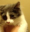 Sadie