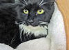 Shamus