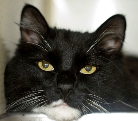 Shamus