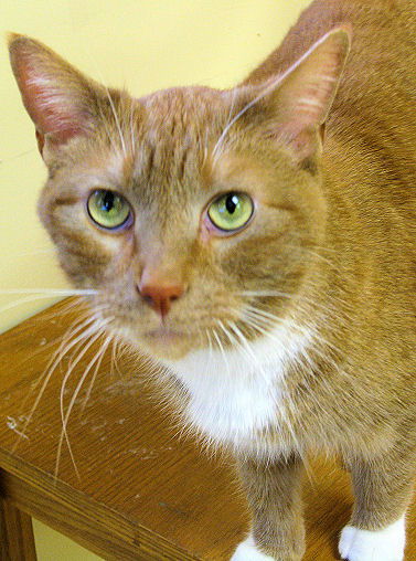 Oscar