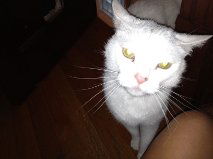 Shiloh