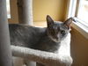 Lady Gray