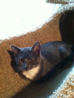 Nellie