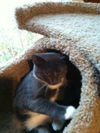 Nellie
