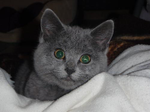 Siouxsie