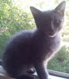 Juniper
