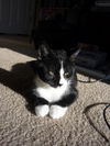 Marvin