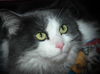 Tabitha