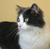 Tabitha