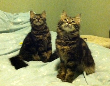 Samba and Simba
