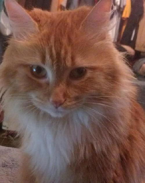 Ginger