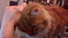 Ginger