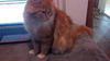 Ginger