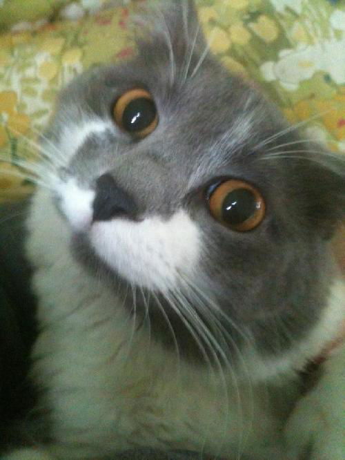 Effie