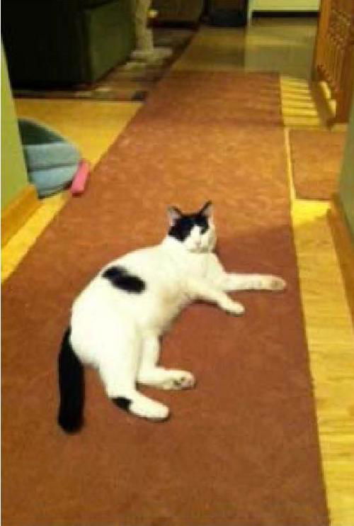 Oreo