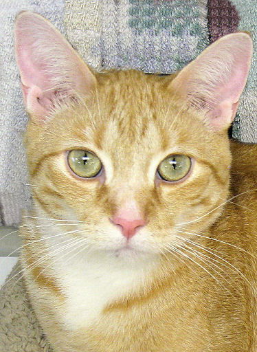 Garrick