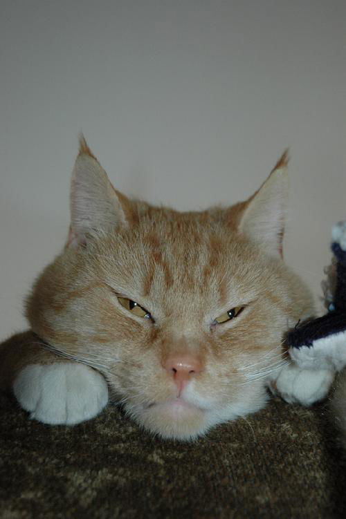 Saint Kitten