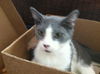 Lancelot