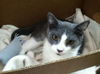 Lancelot