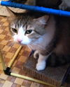 Artemis