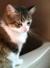 Artemis