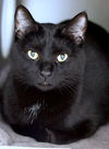 Jacques