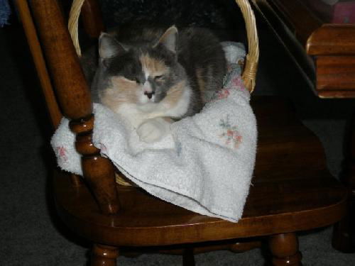 Callie